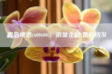 青岛啤酒(600600)：销量企稳 蓄势待发