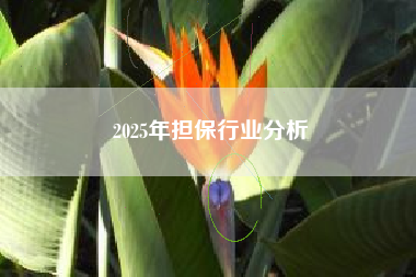 2025年担保行业分析