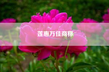 莲惠万佳商标