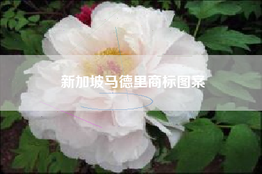 新加坡马德里商标图案