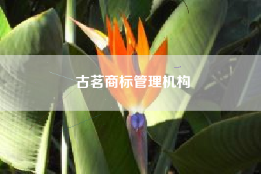 古茗商标管理机构