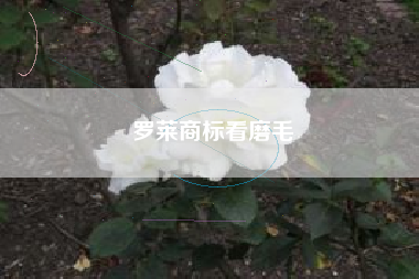 罗莱商标看磨毛