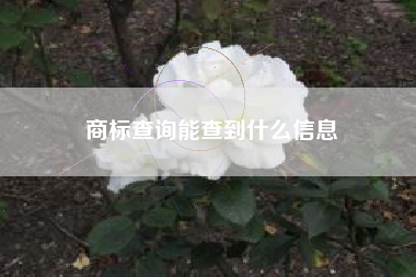 商标查询能查到什么信息