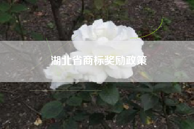 湖北省商标奖励政策