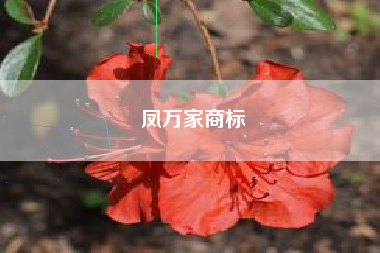 凤万家商标