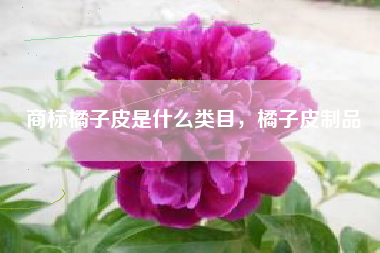 商标橘子皮是什么类目，橘子皮制品