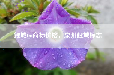 鲤城tm商标价格，泉州鲤城标志