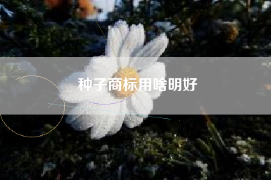 种子商标用啥明好