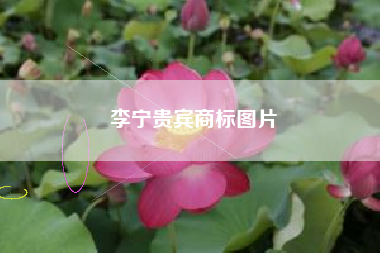 李宁贵宾商标图片
