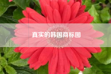 真实的韩国商标图