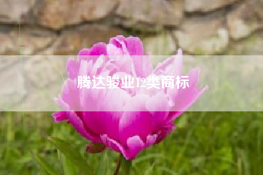 腾达骏业12类商标