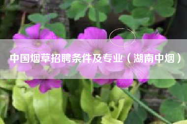 中国烟草招聘条件及专业（湖南中烟）