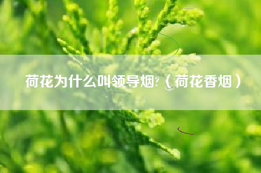 荷花为什么叫领导烟?（荷花香烟）