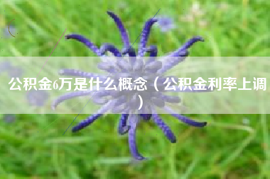 公积金6万是什么概念（公积金利率上调）