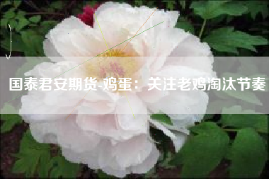 国泰君安期货-鸡蛋：关注老鸡淘汰节奏