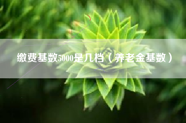 缴费基数5000是几档（养老金基数）